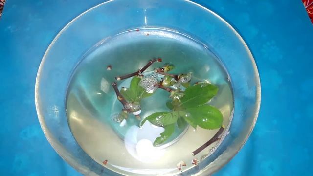 Бабушка лечит СУСТАВЫ простым, деревенским СПОСОБОМ, ещё и иммунитет повышает.