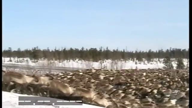 перегон стада оленей.mpg смотреть онлайн