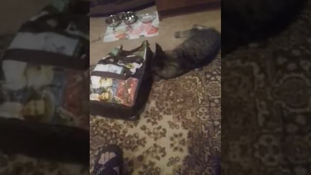 Мэйкун играется смотреть онлайн
