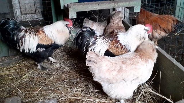 куры Фавероль.бульонная курица смотреть онлайн