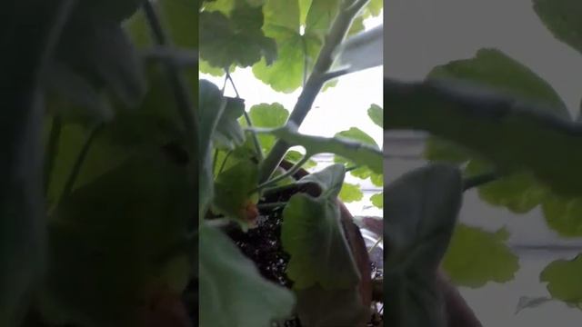 Пеларгония Australian pink rosebud после летней обрезки смотреть онлайн