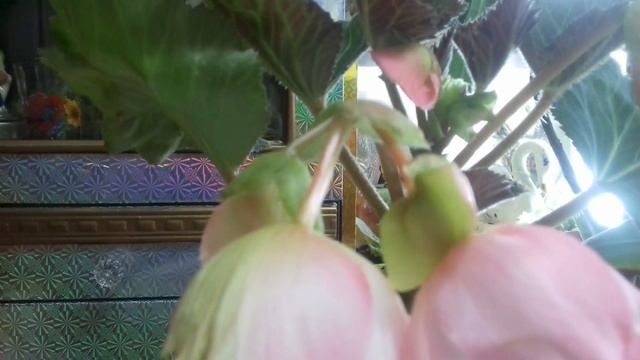 как опылить клубневую бегонию и собрать свои семена