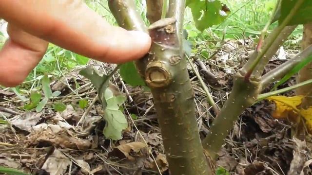 Летняя прививка яблони (окулировка) - результат прививки через год смотреть онлайн