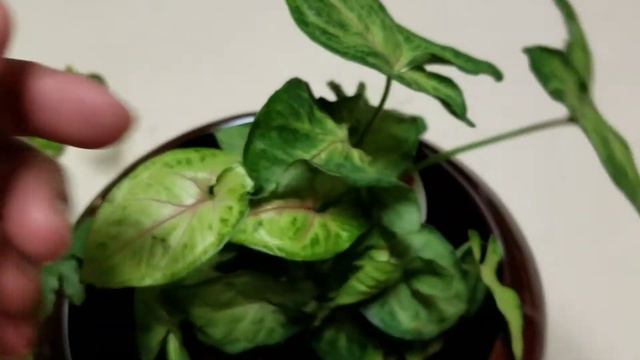 Pink Allusion Arrowhead Plant