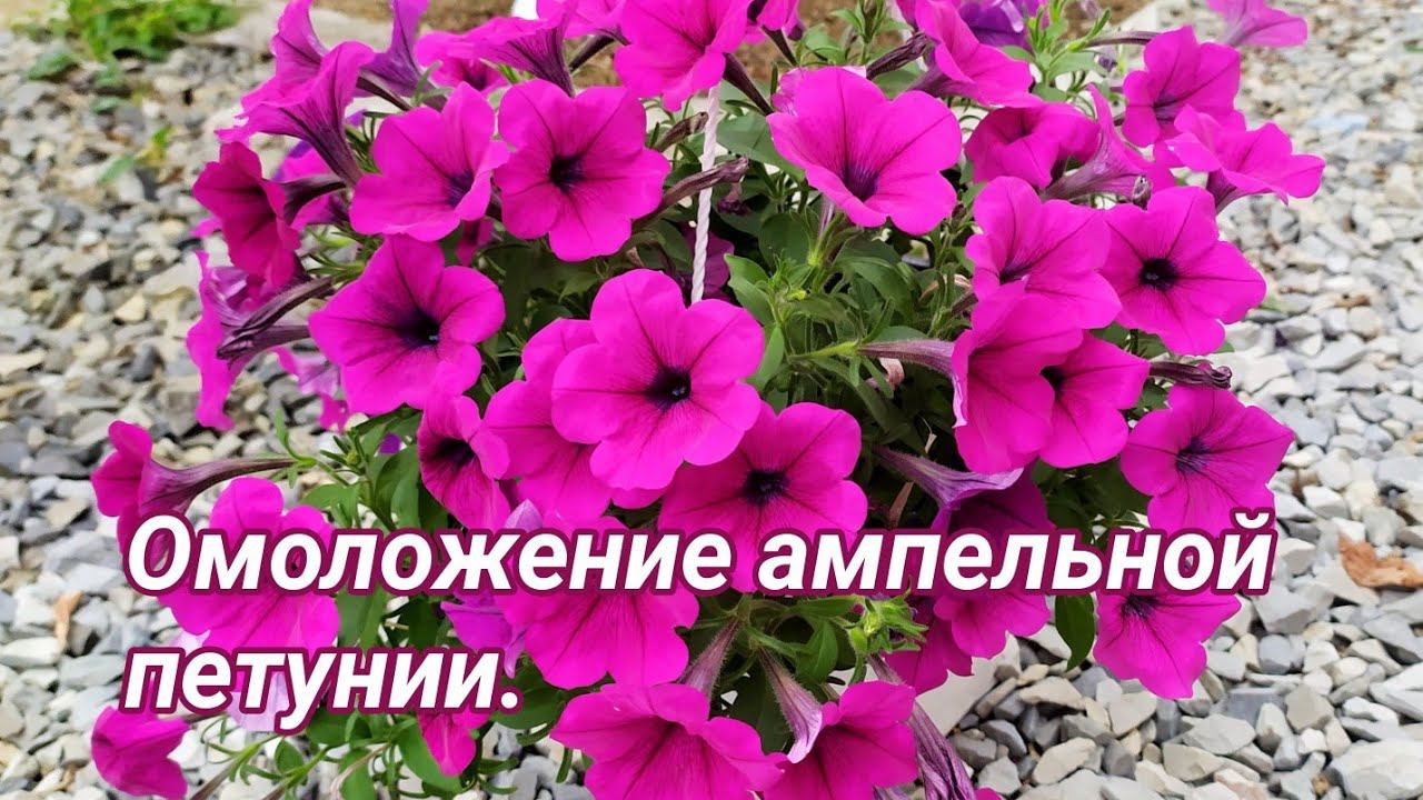 Ампельная петуния. Уход летом: стрижка, пересадка, подкормки и обработки. смотреть онлайн