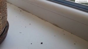 Как ЛЕГКО и ПРОСТО, а главное ДЁШЕВО, избавиться от ГРИБНЫХ  КОМАРИКОВ (сциарид).