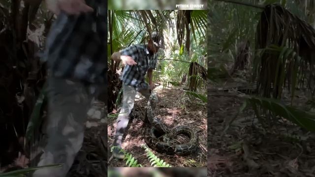 Wrestling A 14 Foot Giant Python смотреть онлайн