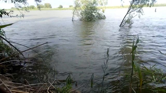 Ловля сазана,Никитский банк,на поставухи и донки . смотреть онлайн