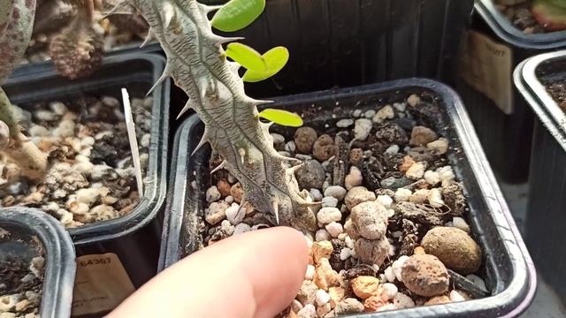 Аллюодия процера (Alluaudia procera) - колючий суккулент в моей коллекции смотреть онлайн