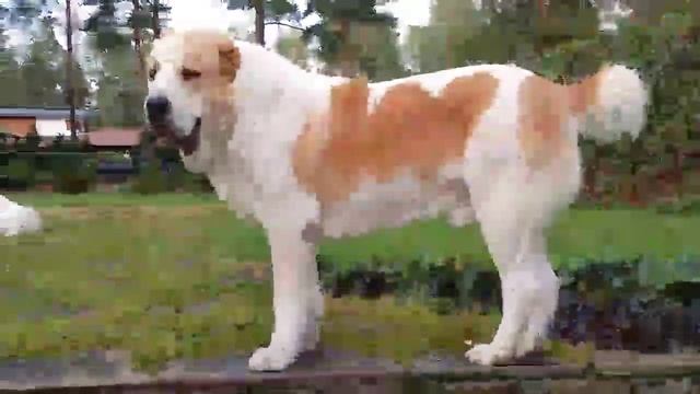 Все о жизни и командной работе кобелей САО. Это вообще возможно? смотреть онлайн