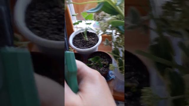 Черенкование очитка видного смотреть онлайн