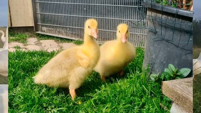Условия содержания гусят с первых дней жизни смотреть онлайн