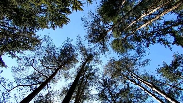 Wind Blowing Through Pine Trees Sound Effect. Natural Windy Forest White Noise Soft Sounds смотреть онлайн