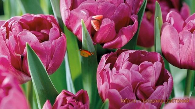 Тюльпан махровый Дабл Прайс (tulipa double price) ? обзор: как сажать, луковицы тюльпаны Дабл Прайс смотреть онлайн