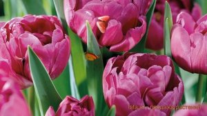 Тюльпан махровый Дабл Прайс (tulipa double price) ? обзор: как сажать, луковицы тюльпаны Дабл Прайс