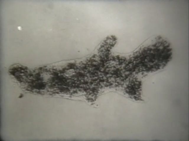 Биология. Животные. От бактерий до насекомых. Амёба обыкновенная