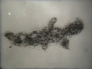 Биология. Животные. От бактерий до насекомых. Амёба обыкновенная