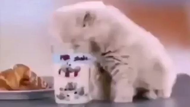 я русский кот 10 минут смотреть онлайн