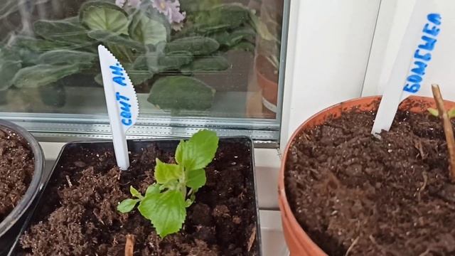 Как сохранились мои саженцы роз и гортензий в домашних условиях. УРА! Уже скоро посадка в грунт! ☀? смотреть онлайн