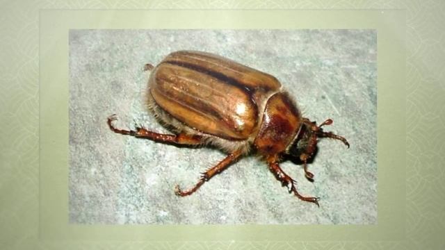 Борьба с майским жуком на даче смотреть онлайн