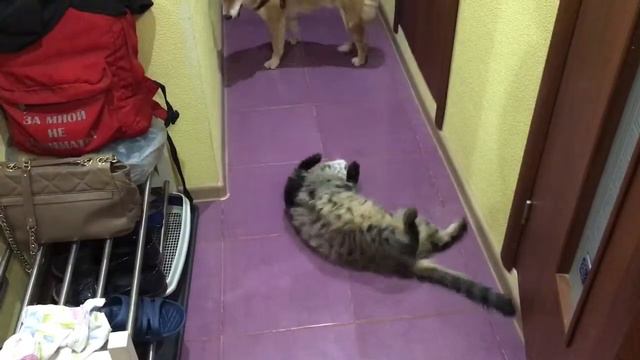 Сибирский кот очень занят..) смотреть онлайн