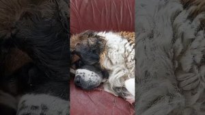 Любимый охранник