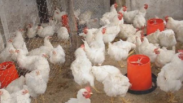 Разведение кур породы Арбор Айкрес как бизнес идея | Птицеводство | Бройлерные Куры Арбор Айкрес смотреть онлайн