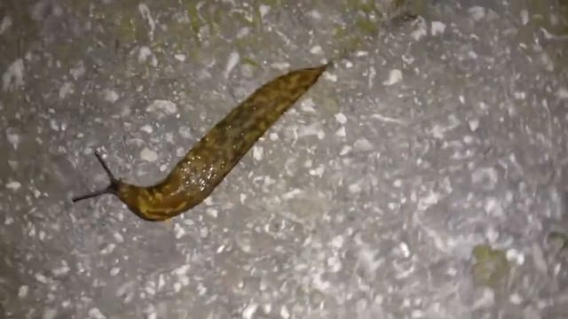 Слизень. Slug Большой придорожный слизень