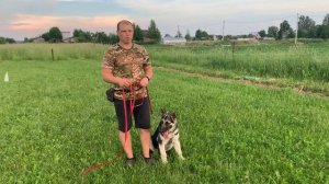 Дрессировка щенка с нуля (День 8)