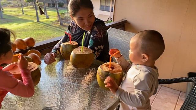 Как мы собирали кокосы и сделали кокосовое молоко | Кокосовое стружка | Кокосовое масло смотреть онлайн