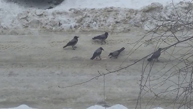 Вороны дерутся смотреть онлайн