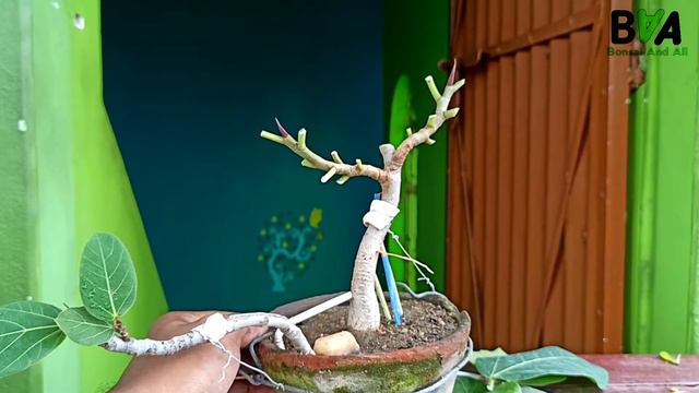 Create a new bonsai смотреть онлайн