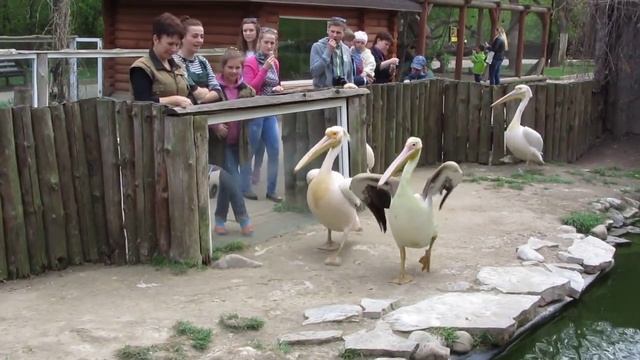 Смешная птица Пеликан. смотреть онлайн