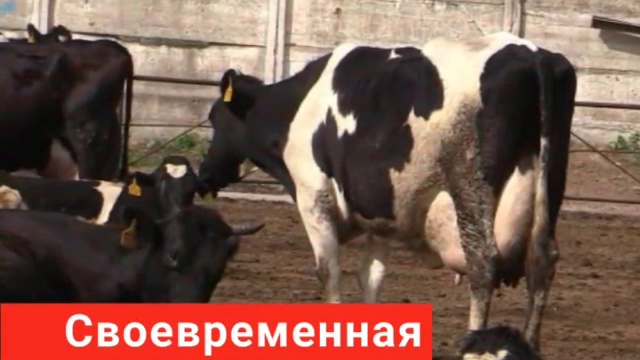 Компания КамАгро реализует племенное поголовье нетелей смотреть онлайн