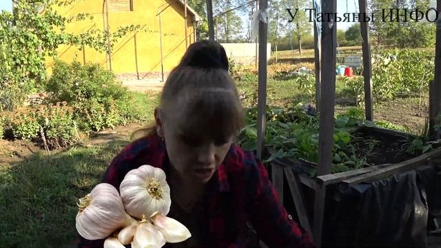 Замочи в этом растворе и подкорми ОЗИМЫЙ ЧЕСНОК! Урожай ОЗИМОГО ЧЕСНОКА будет большим и забористым! смотреть онлайн