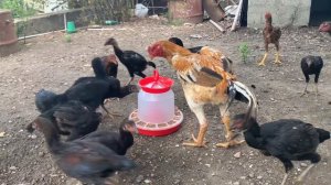 Бойцовые птицы #бои #петухи #куры #цыплята #махачкала #shamo #турки #носорог #star star