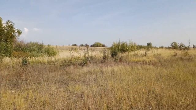 Плантация из дикой ивы своими руками. Поиск, подготовка, уход, выращивание. смотреть онлайн