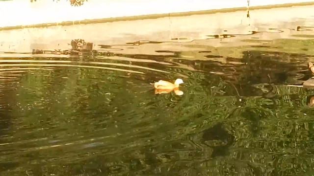 Задом к верху, клювом вниз | Утка ловит рыбу. смотреть онлайн