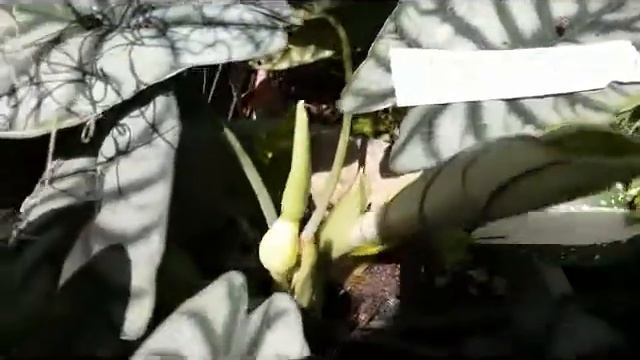 Awesome Alocasia - Alocasia Silver Dragon (Alocasia Reginae) and Thai Beauty смотреть онлайн