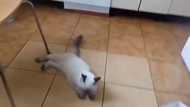 неуклюжий кот (невская маскарадная) смотреть онлайн