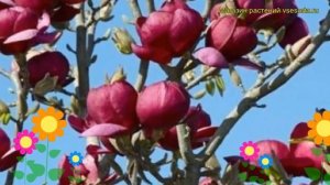 Магнолия гибридная Блэк Тюлип. Краткий обзор, описание характеристик magnolia Black Tulip