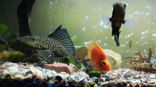 Цихлиды и астронотусы смотреть онлайн