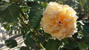 Розы. Цветение роз 15 октября.Третье цветение роз Мисс Файн и Поль Бокюс.