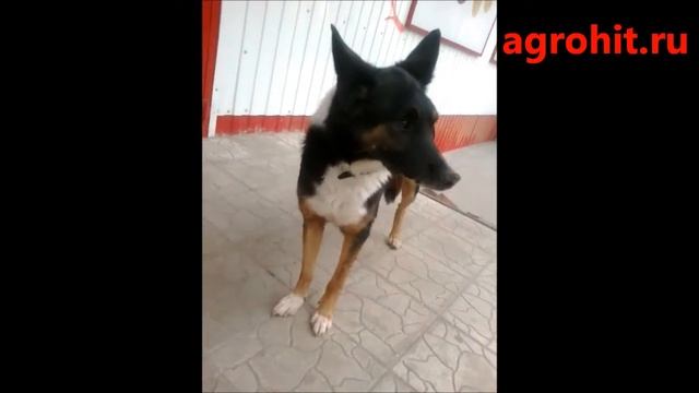 я увидел и охренел тасманский тигр существует (tasmanian tiger alive) или это чупакабра смотреть онлайн