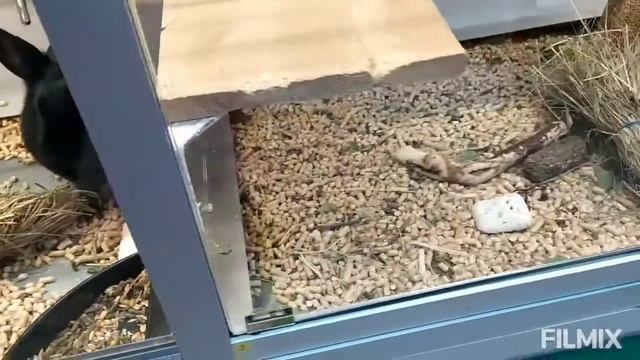 Проверяю условия содержания животных в зоомагазинах смотреть онлайн