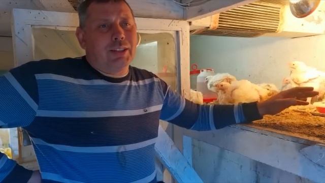 Бройлер РОСС 308. Цена суточного цыпленка сегодня. "Мое Подворье" смотреть онлайн