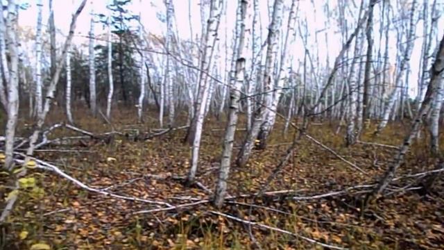 САМВЕЛУ КОРОНКИ ИРЕ ЗОЛОТО. ЗАВЕЩАНИЕ НЕСПРАВЕДЛИВОЙ МАТЕРИ смотреть онлайн