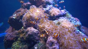 Aquarium 4K VIDEO (ULTRA HD) -  Beautiful Coral Reef Fish - Sleep Relaxing Meditation Music