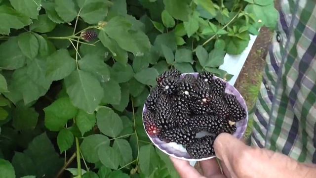 Какой вкус у ежевики Коламбия Стар? смотреть онлайн