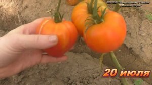 Самый вкусный томат в 2021 году был Оранжевый Русский 117